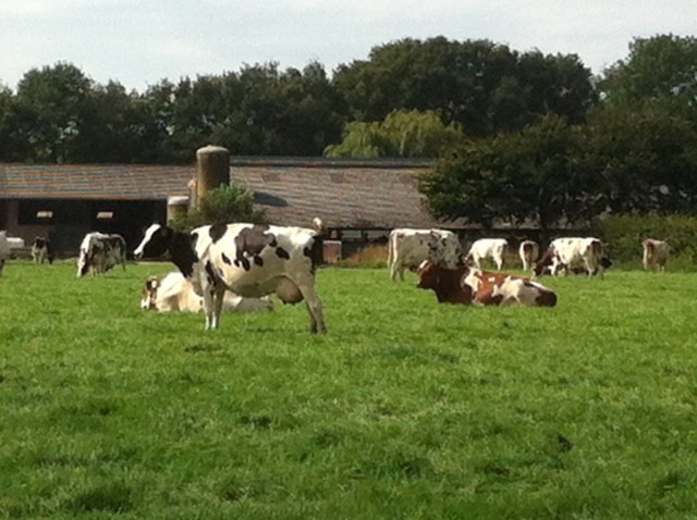 Vakantiehuis Noord Brabant Eerde Veghel | Ons Boerderijke Eerde Veghel ...