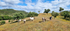 Portugal Alentejo, Odemira Casa nova da Cruz