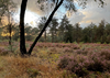 vakantiehuis Bos chalet Epe Veluwe Gelderland Epe