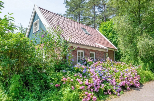 vakantiehuis Nederland Texel - Dennenbos